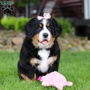 Sadie, Bernese Mountain Dog Puppy